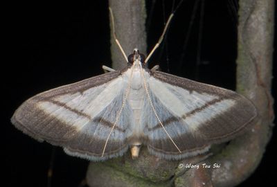 Moths - Others