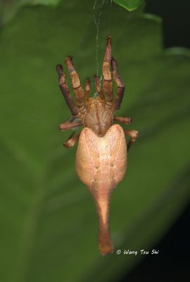 ARANEIDAE - Orb Web Spiders