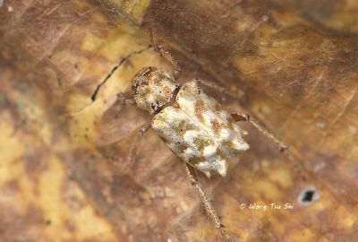 COLEOPTERA - Beetles