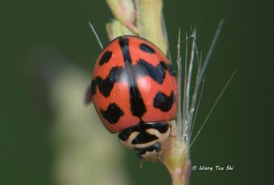 COLEOPTERA - Coccinellidae - Ladybird Beetles