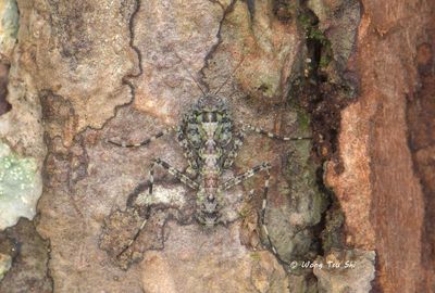 MANTODEA - Mantises