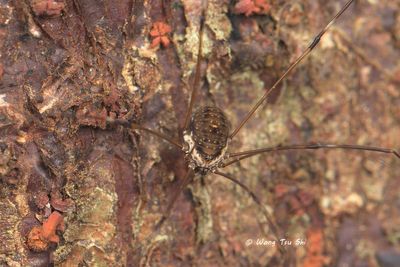 (Sclerosomatidae, Subfamily Gagrellinae sp. 