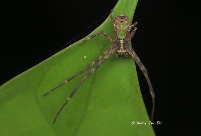 THOMISIDAE - Crab Spiders