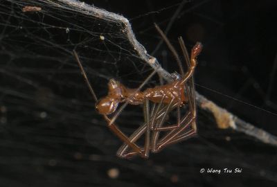 THERIDIIDAE - Comb-footed Spiders