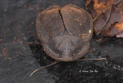 (Corydiidae,  Ergaula sp.) [A] 
