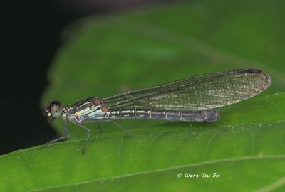 (Heliocypha biseriata)