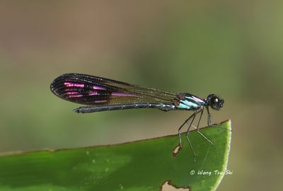 ODONATA - Dragonflies and Damselflies