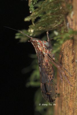 (Delphacidae, Ugyops sp.) [A]