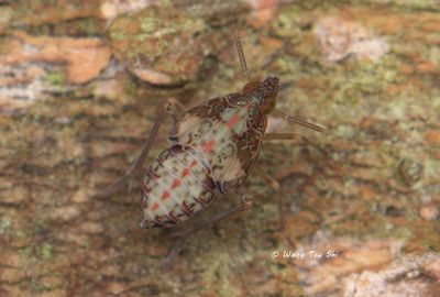 (Delphacidae, Ugyops sp.) nymph