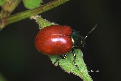 (Chrysomelidae, Chrysolina kinabaluensis)