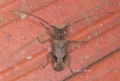 COLEOPTERA - Cerambycidae - Longhorn Beetles