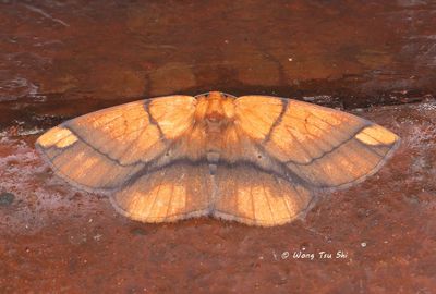 (Geometridae, Ennominae, Platycerota sp.)[A]