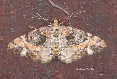 (Geometridae, sp.) [A]