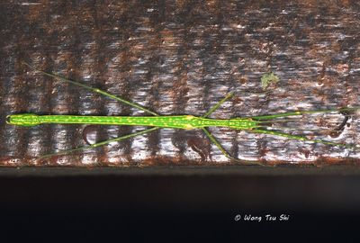 (Lonchodidae, Necroscia punctata) Spotted Flying Stick