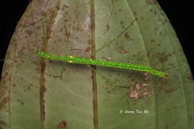 PHASMATODEA - Stick & Leaf Insects