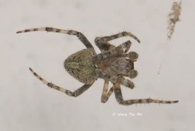 ARANEIDAE - Orb Web Spiders