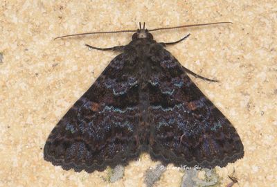 (Erebidae, Erebinae, Sypna martina)