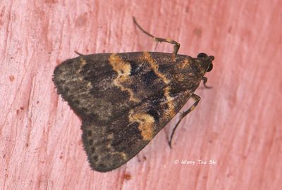 (Erebidae, Herminiinae, Hydrillodes sp.)[A]