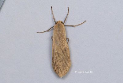 (Erebidae, Arctiinae, Macotasa sp.)[B]