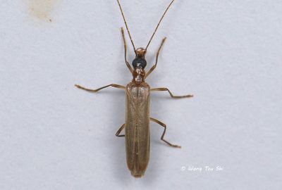 COLEOPTERA - Beetles