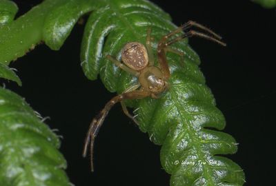 THOMISIDAE - Crab Spiders