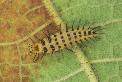 COLEOPTERA - Coccinellidae - Ladybird Beetles