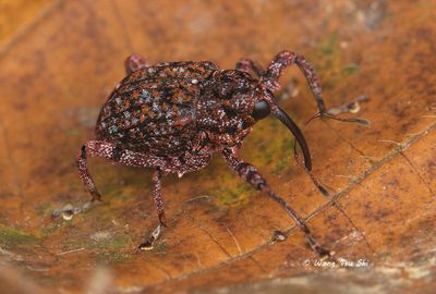 COLEOPTERA - Beetles