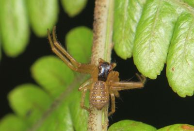 THOMISIDAE - Crab Spiders