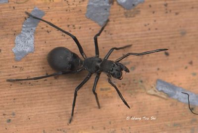 SALTICIDAE - Jumping Spiders