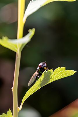 g13/77/588477/3/173941451.c65f8f06.JPEG