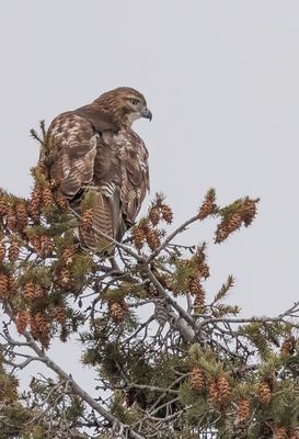 A juvenile red tailed hawk