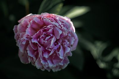 g13/77/588477/3/174590183.88bb1aec.JPEG