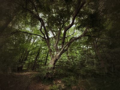 g13/77/588477/3/174632429.2a9753c1.JPEG