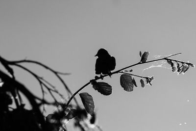 g13/77/588477/3/174686504.b32f4140.JPEG
