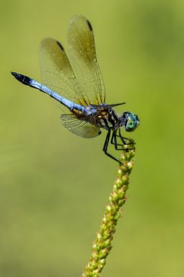 g13/77/588477/3/174714142.fd9ad5d9.JPEG