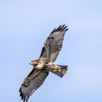 A red tailed hawk