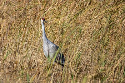 A Sandhill Crane