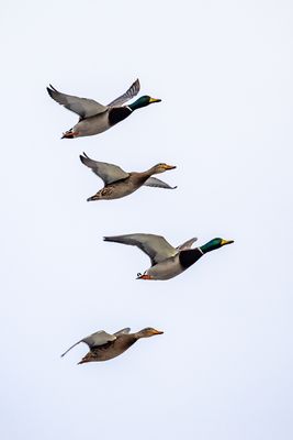 g13/77/588477/3/175145592.9b855b84.JPEG
