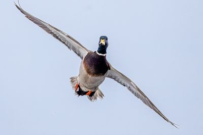 g13/77/588477/3/175233894.e2ae6d69.JPEG
