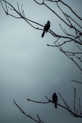g13/77/588477/3/175346365.ce565e48.JPEG