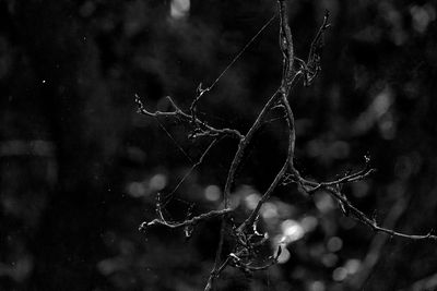 g13/77/588477/3/175722743.3d527a82.JPEG