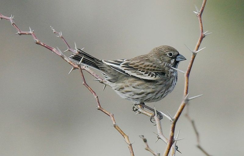 Lark Bunting.tif