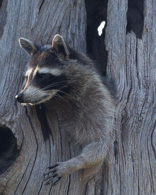 Raccoon.jpg