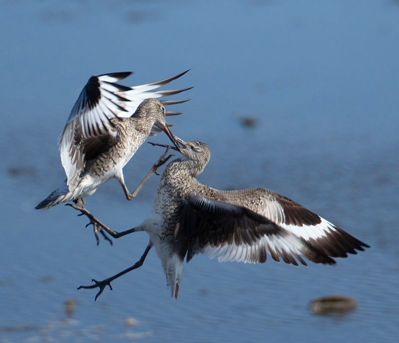 Fighting Willets3952.tif