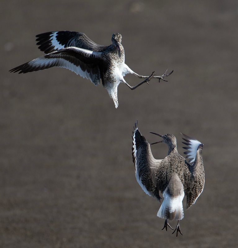 Fighting Willets-2-3965.tif