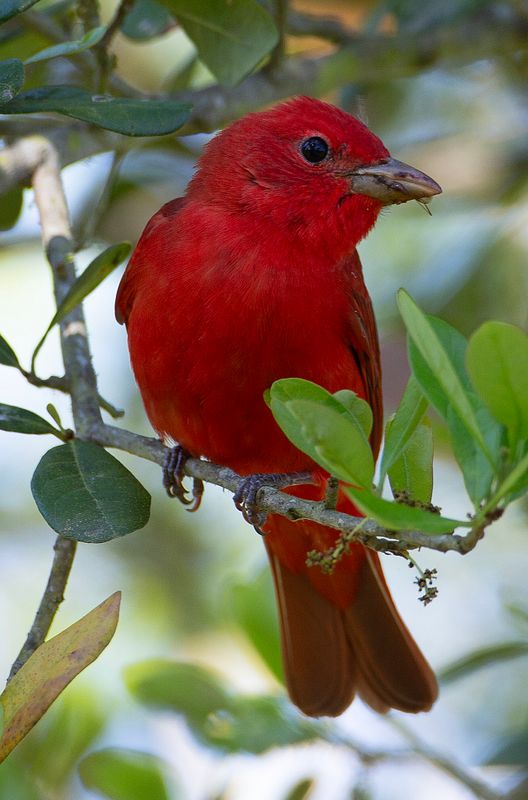 Summer Tanager-3755.tif
