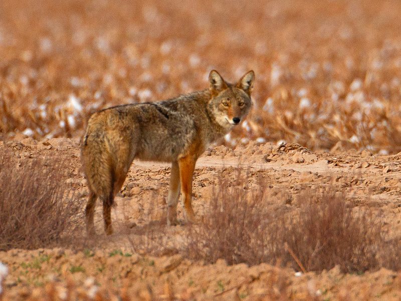 Coyote4680.tif