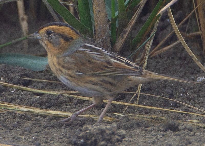 Nelsons Sharptail Sparrow.tif