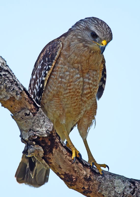 RSHawk110422.tif