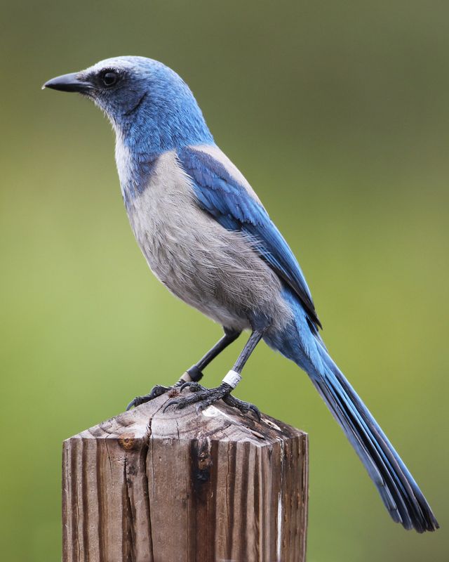 Florida Scrub Jay-3.tif